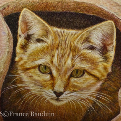 Young Sandcat in amphora - 15.5 hours
Sand Pastelmat
5" x 7"
Ref.: My own photo